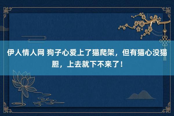 伊人情人网 狗子心爱上了猫爬架，但有猫心没猫胆，上去就下不来了！