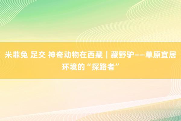 米菲兔 足交 神奇动物在西藏｜藏野驴——草原宜居环境的“探路者”